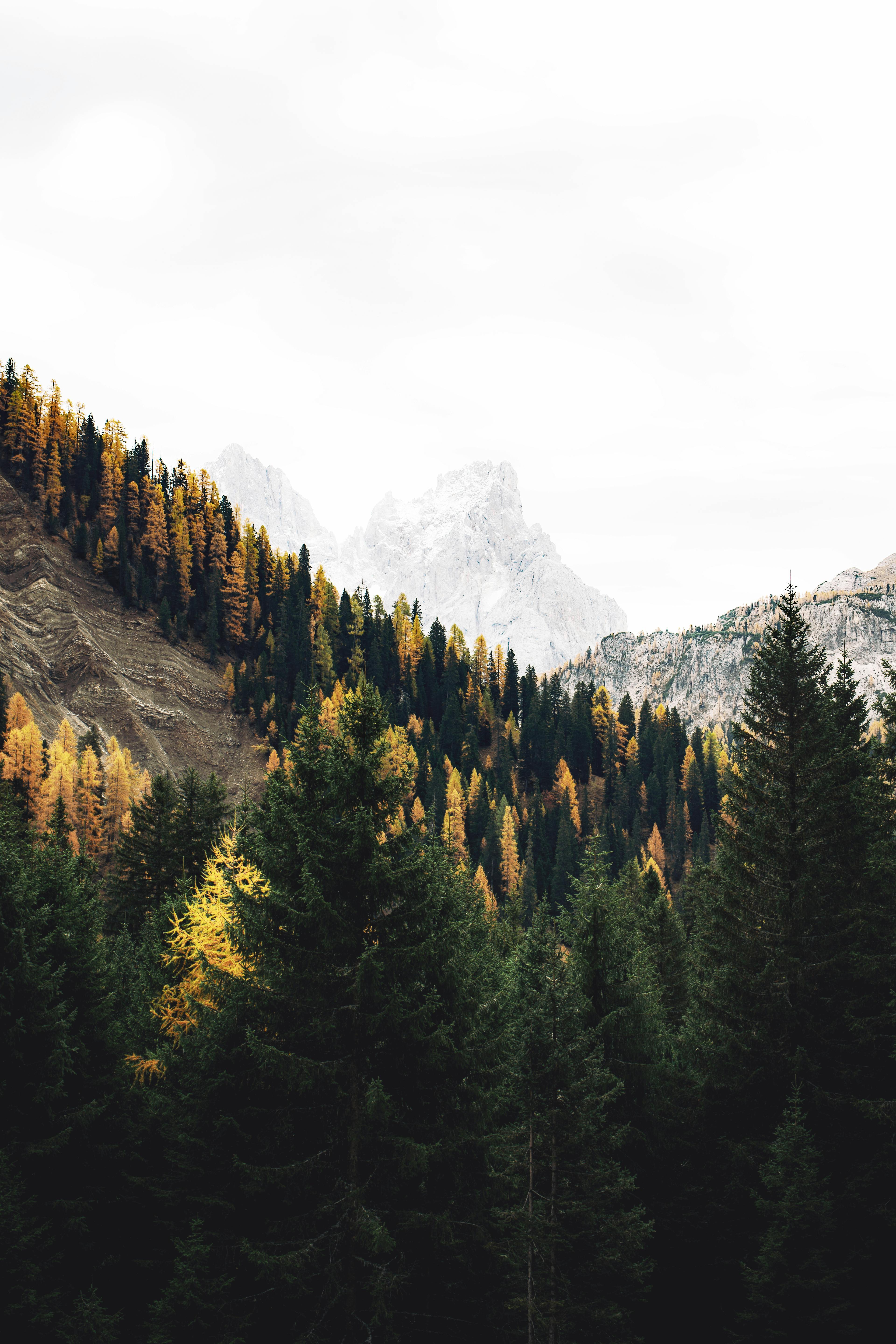 Scenic autumn forest with snow-capped mountains in the distance.