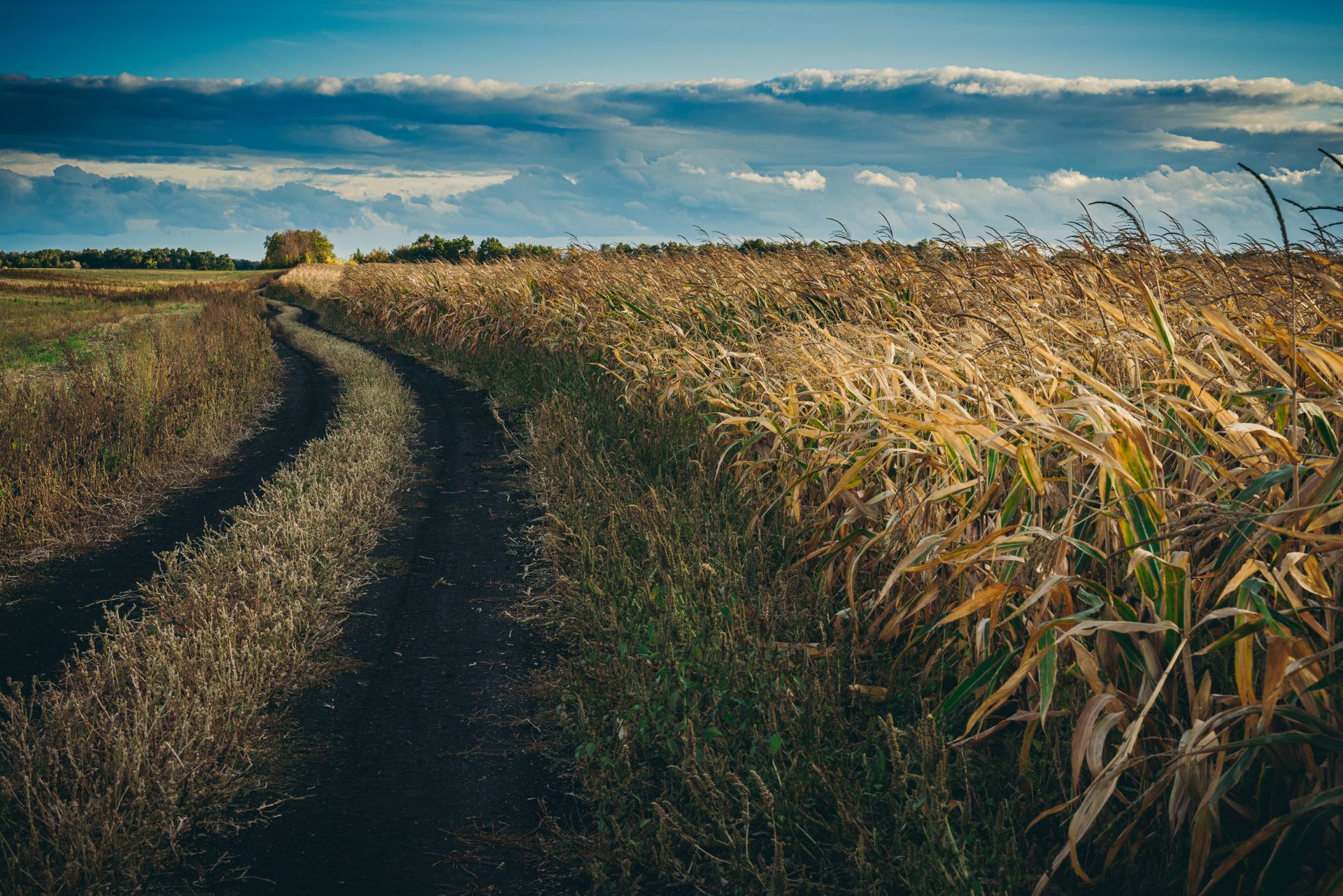 Tranquil rural path through a cornfield in the Russian countryside under a dramatic sky.