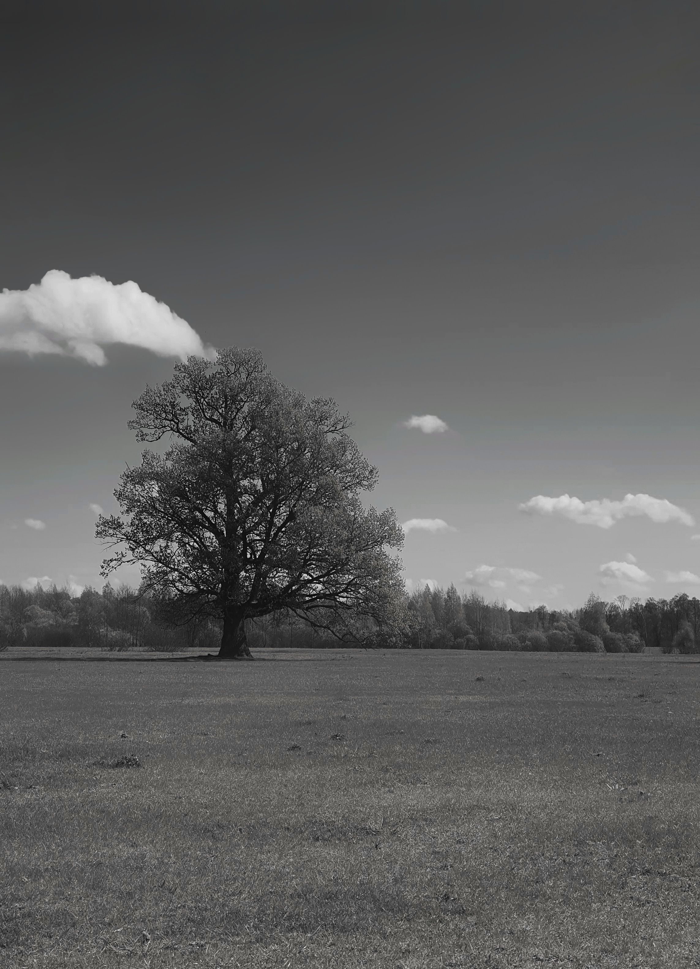 Serene Landscape with Solitary Oak Tree · Free Stock Photo