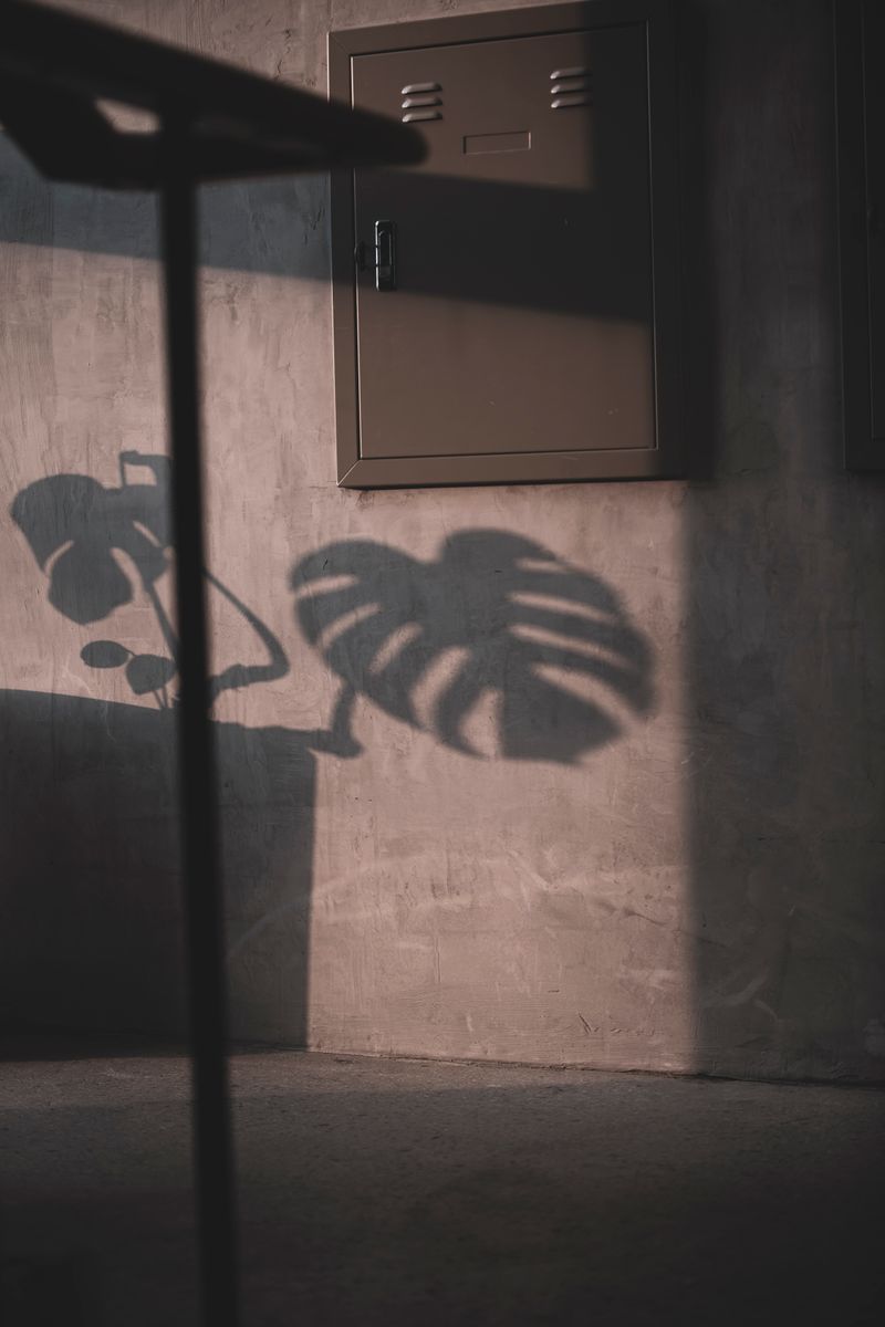 Shadow of Monstera leaf cast on a concrete wall with soft lighting.