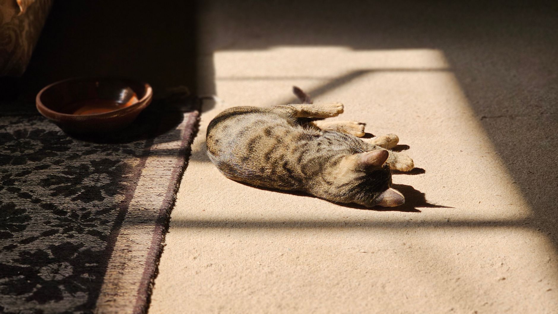 Portrait of a cat at a veterinary clinic