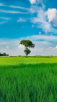 A solitary tree stands in a vibrant green field under a clear blue sky, embodying tranquility and nature's beauty.