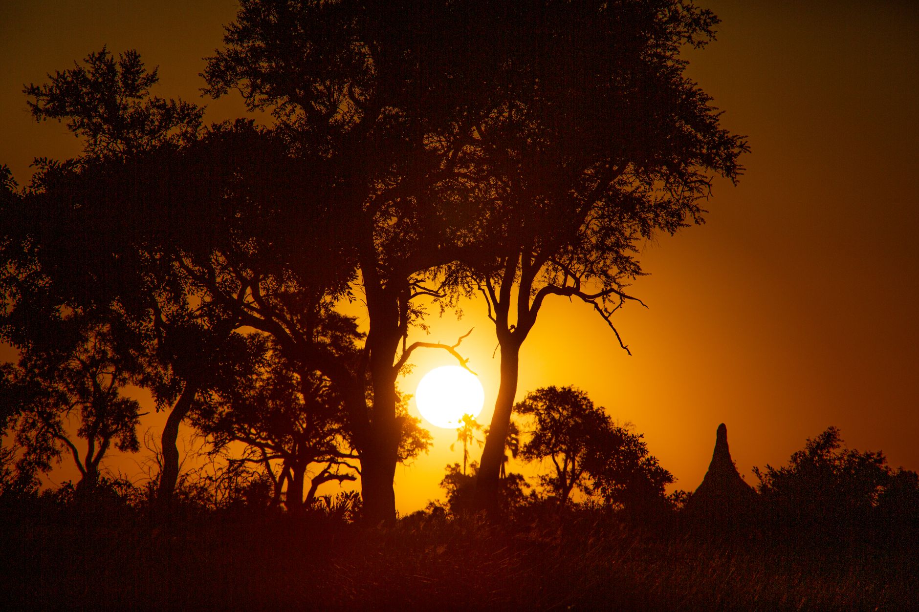Captivating sunset over acacia silhouettes in Botswana wilderness.
