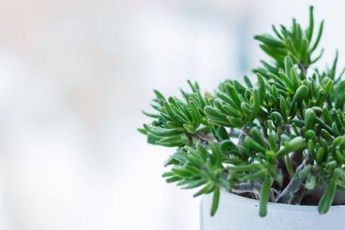 Free Close-up of Fresh Green Plant Against Tree Stock Photo