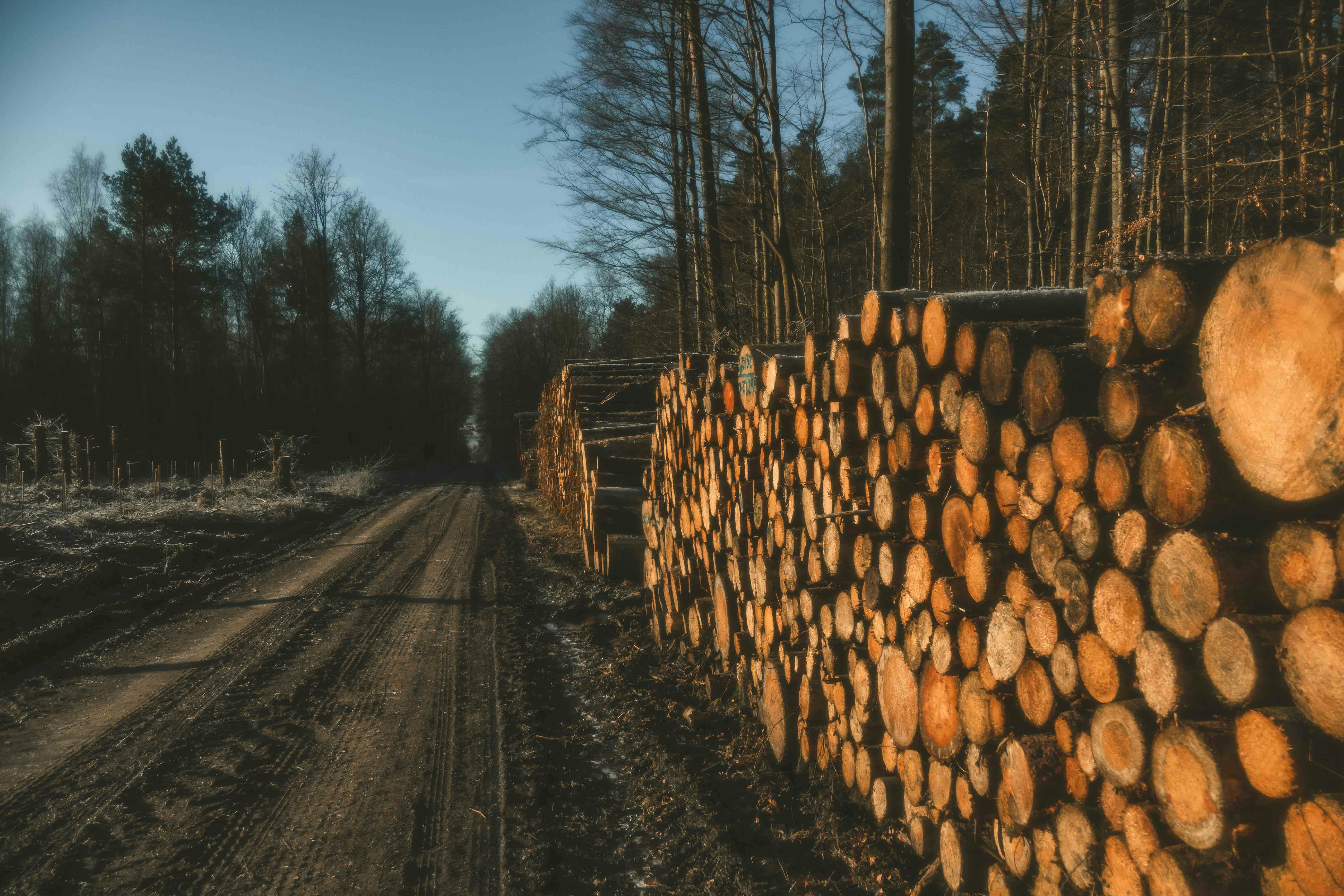 A dirt path lined with stacked logs in serene autumn forest, bathed in natural light.