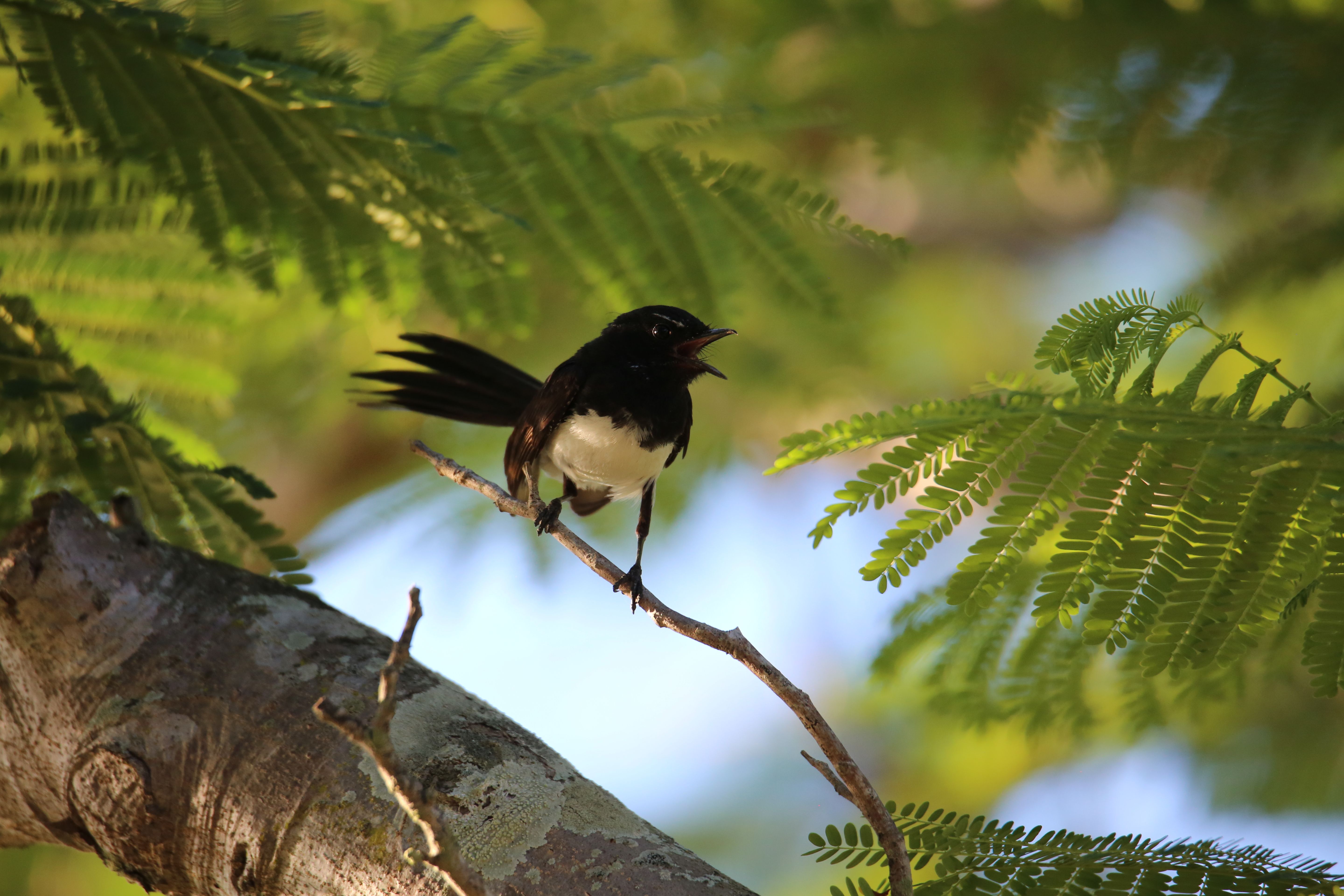 Captivating shot of a Willie Wagtail perched on a branch among lush greenery.