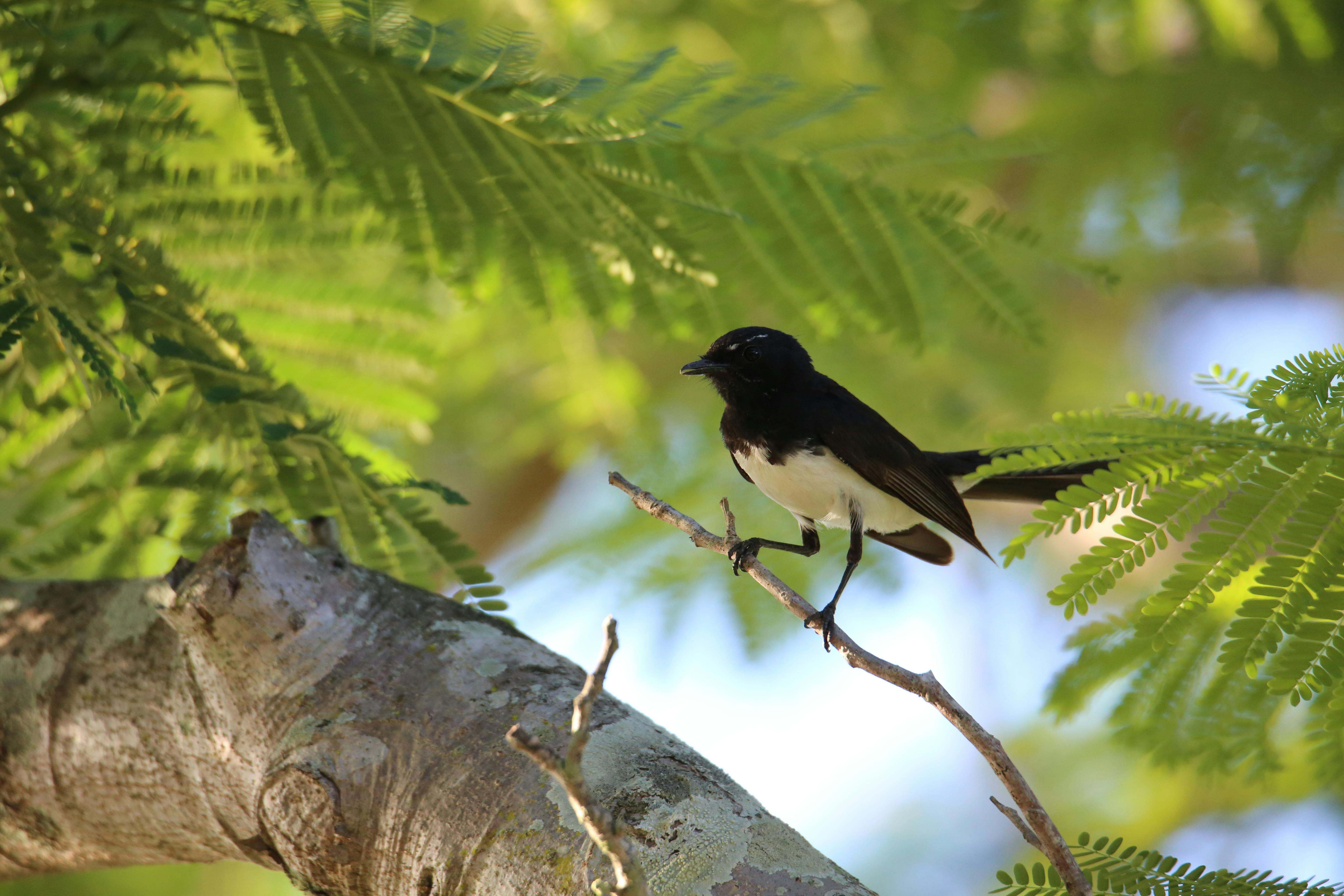 A Willie Wagtail perched on a branch amidst lush green foliage in Rockhampton, Australia.