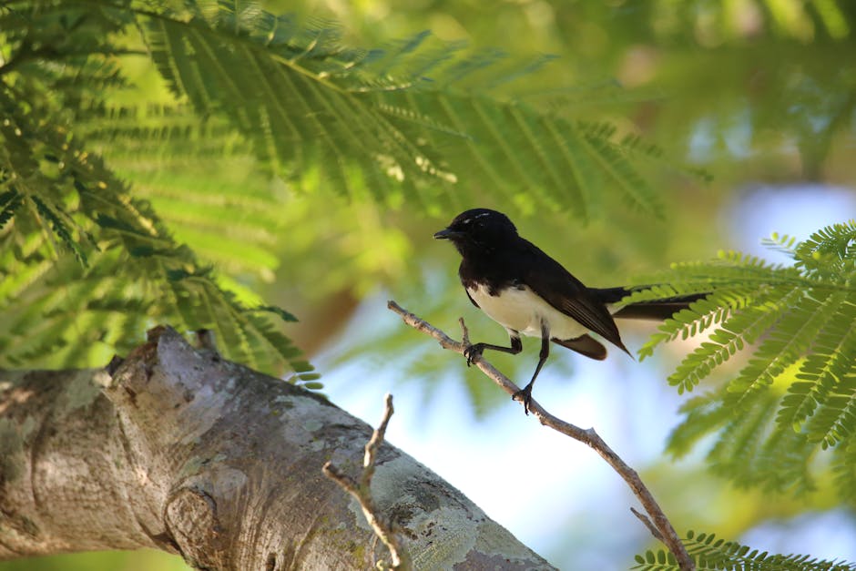 A Willie Wagtail perched on a branch amidst lush green foliage in Rockhampton, Australia.