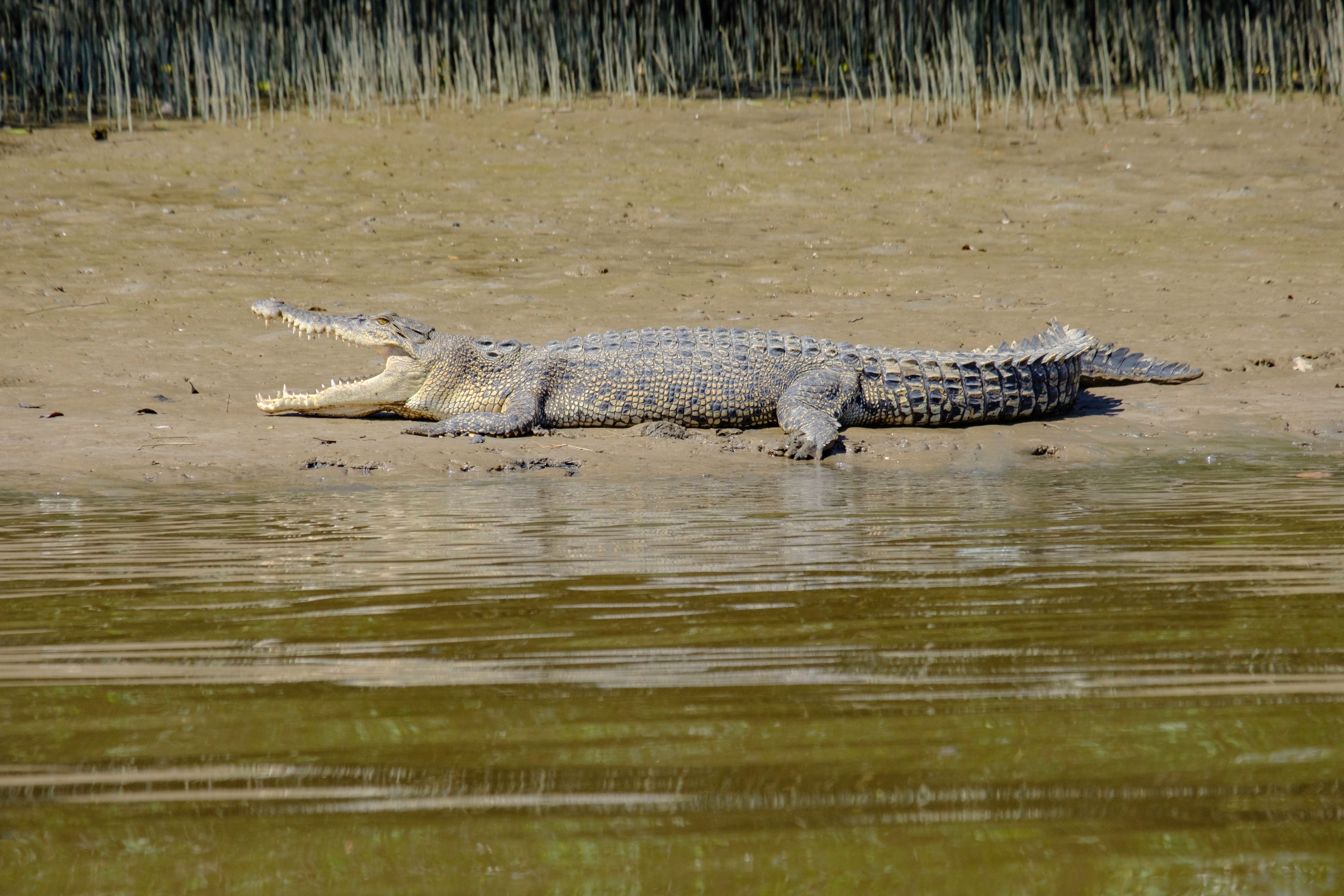 Large Crocodile Basking on Riverbank in Nature · Free Stock Photo