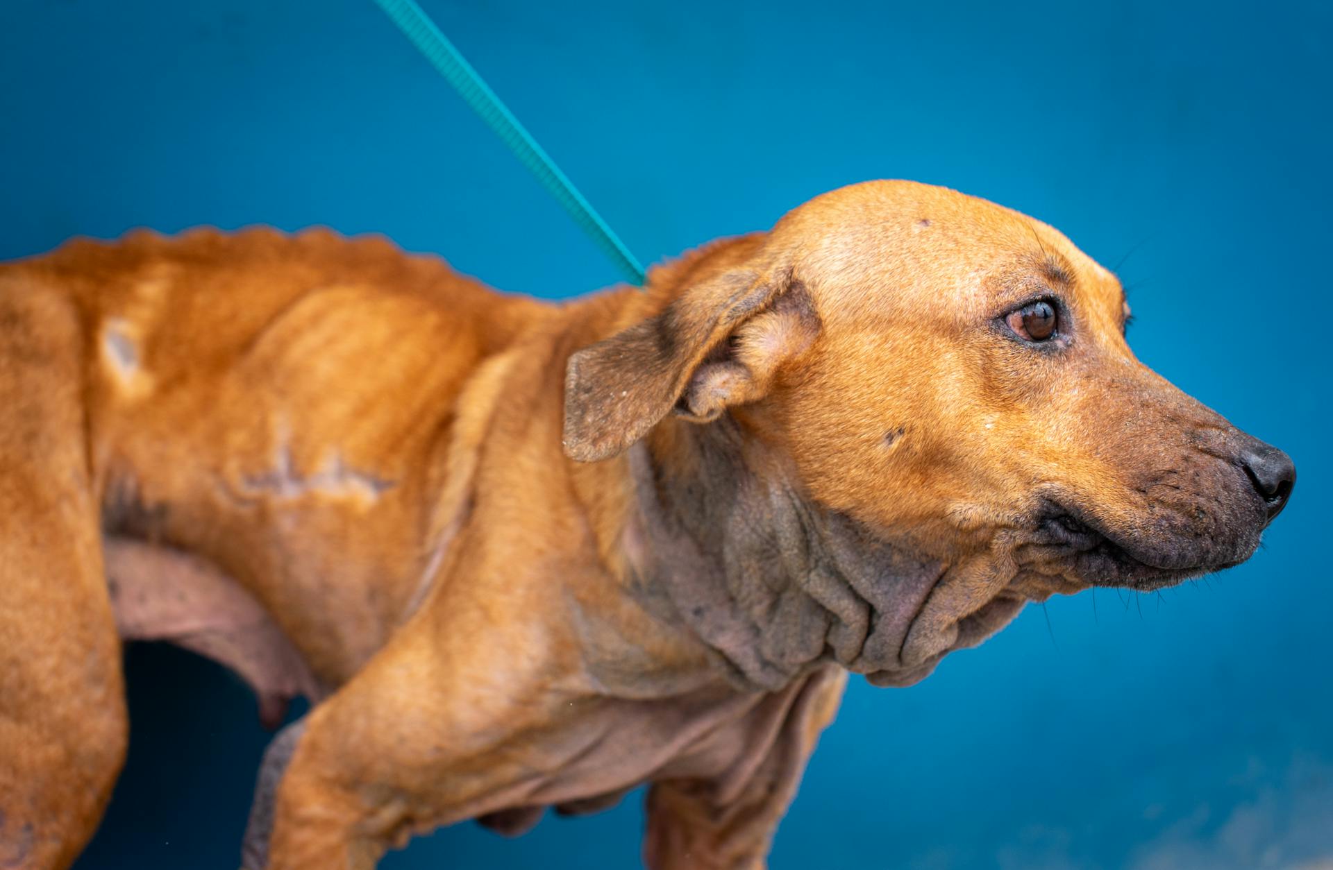 Vue rapprochée d'un chien sauvé à Trinidad, soulignant la résilience et l'espoir.