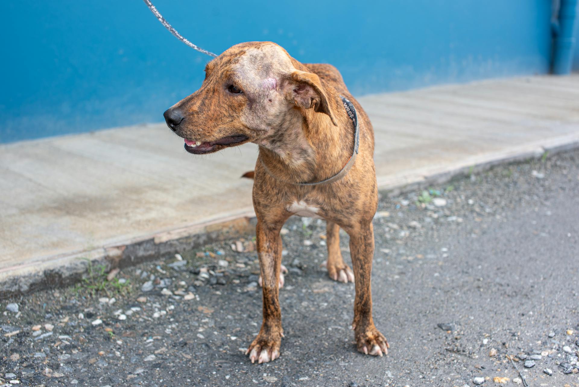 Brindle mix breed rescue dog on a leash, recovering from surgery outdoors in Trinidad and Tobago.