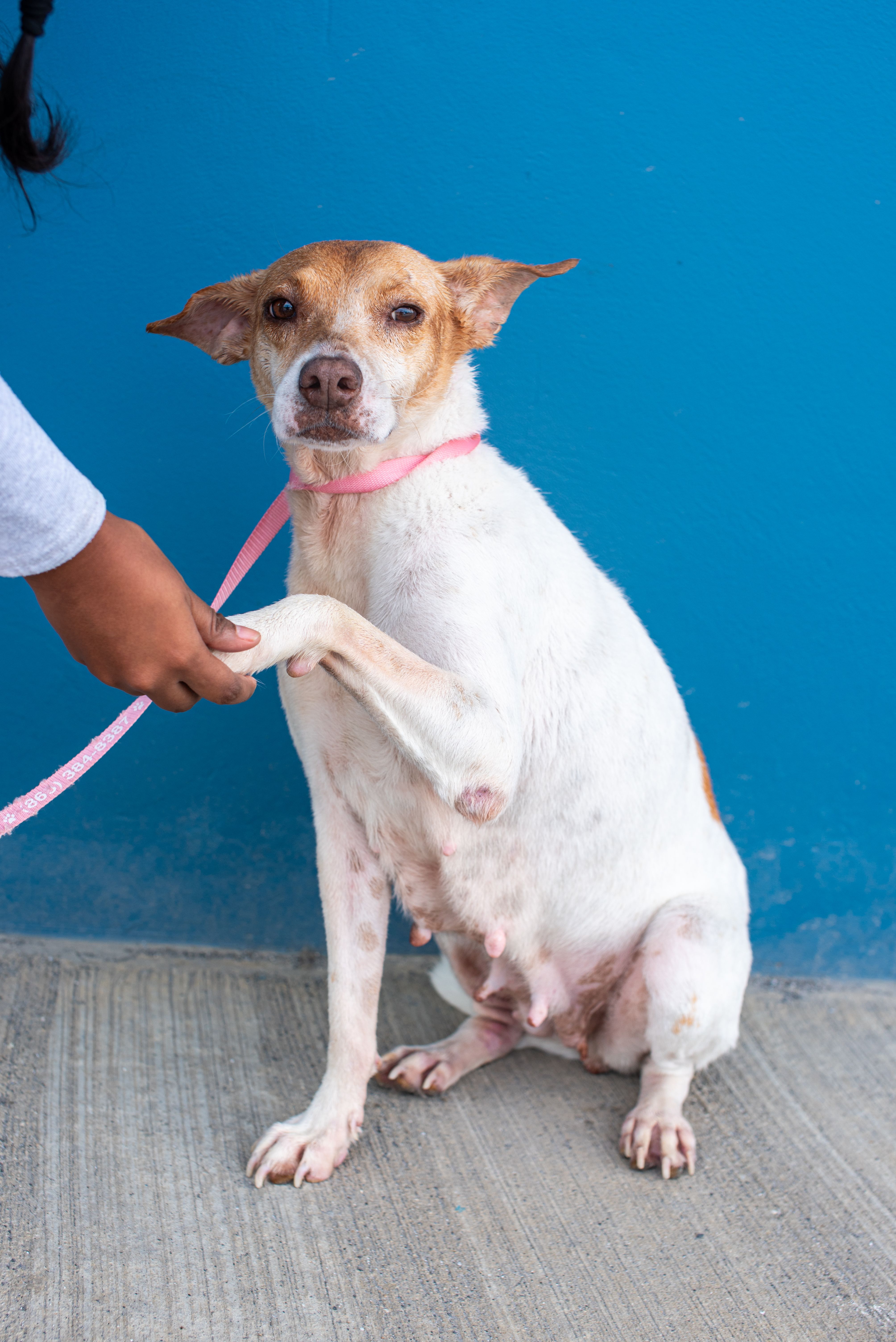 A touching moment of a rescue dog shaking a hand, promoting adoption in Trinidad and Tobago.