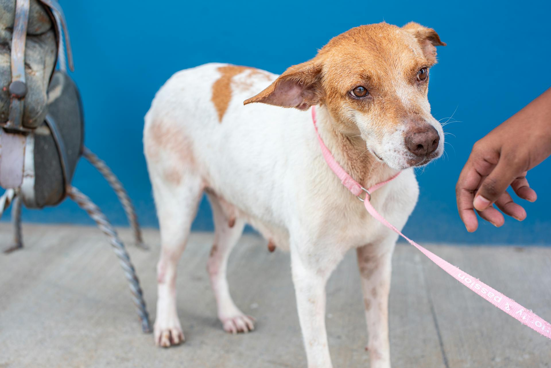 A heartwarming portrait of a rescue dog on a leash, emphasizing adoption. Shot outdoors in Trinidad and Tobago.