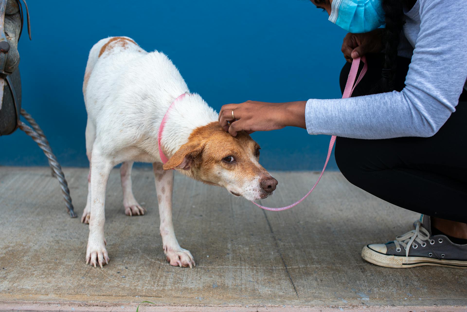 A mix breed dog on a leash being comforted by a caregiver in Trinidad and Tobago.