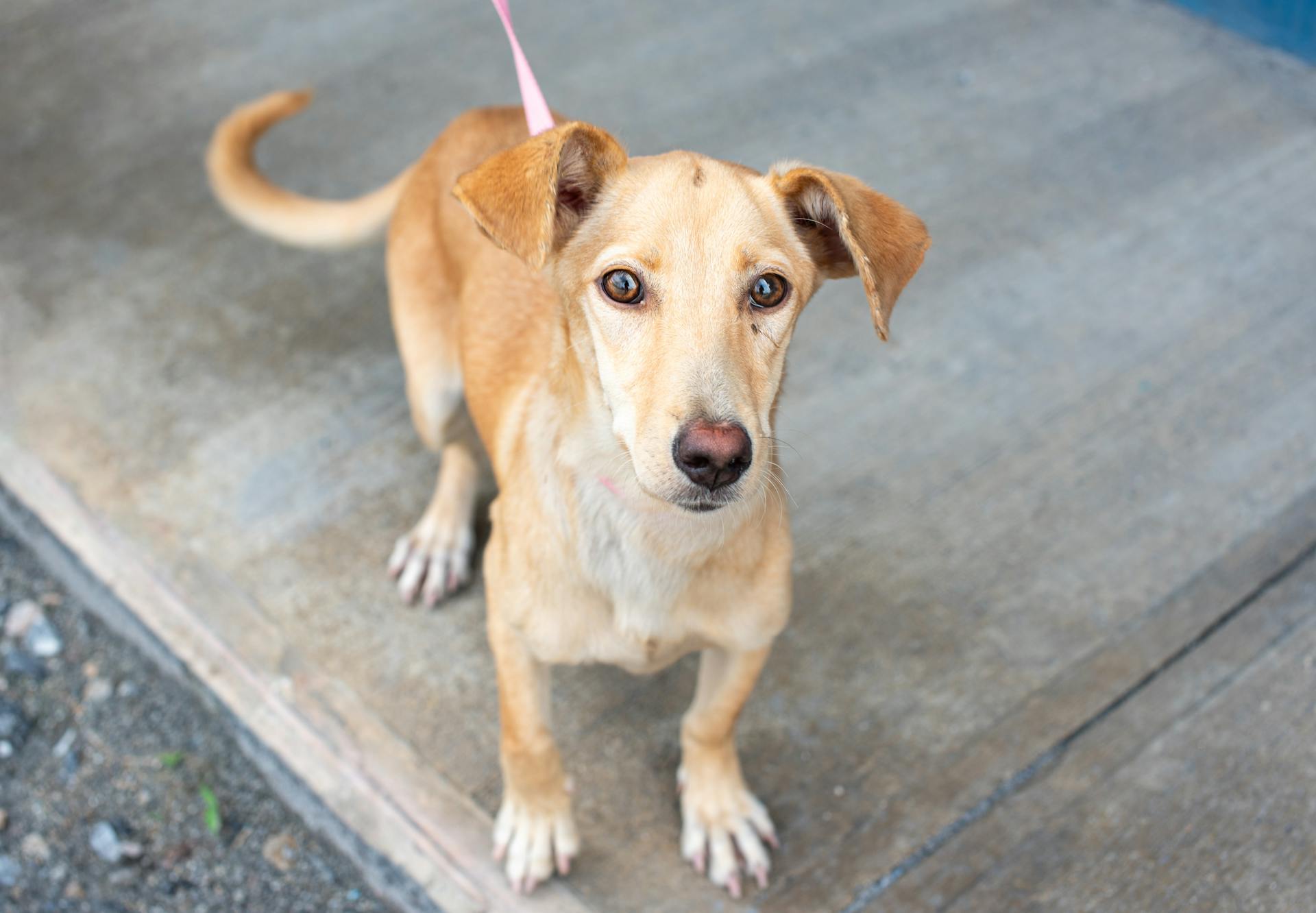 Porträtt av en hund av blandras på koppel i Trinidad och Tobago som söker adoption.