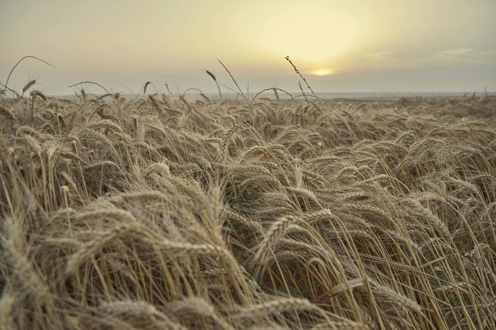 A peaceful golden wheat field under a warm sunset, exemplifying summer farming tranquility.