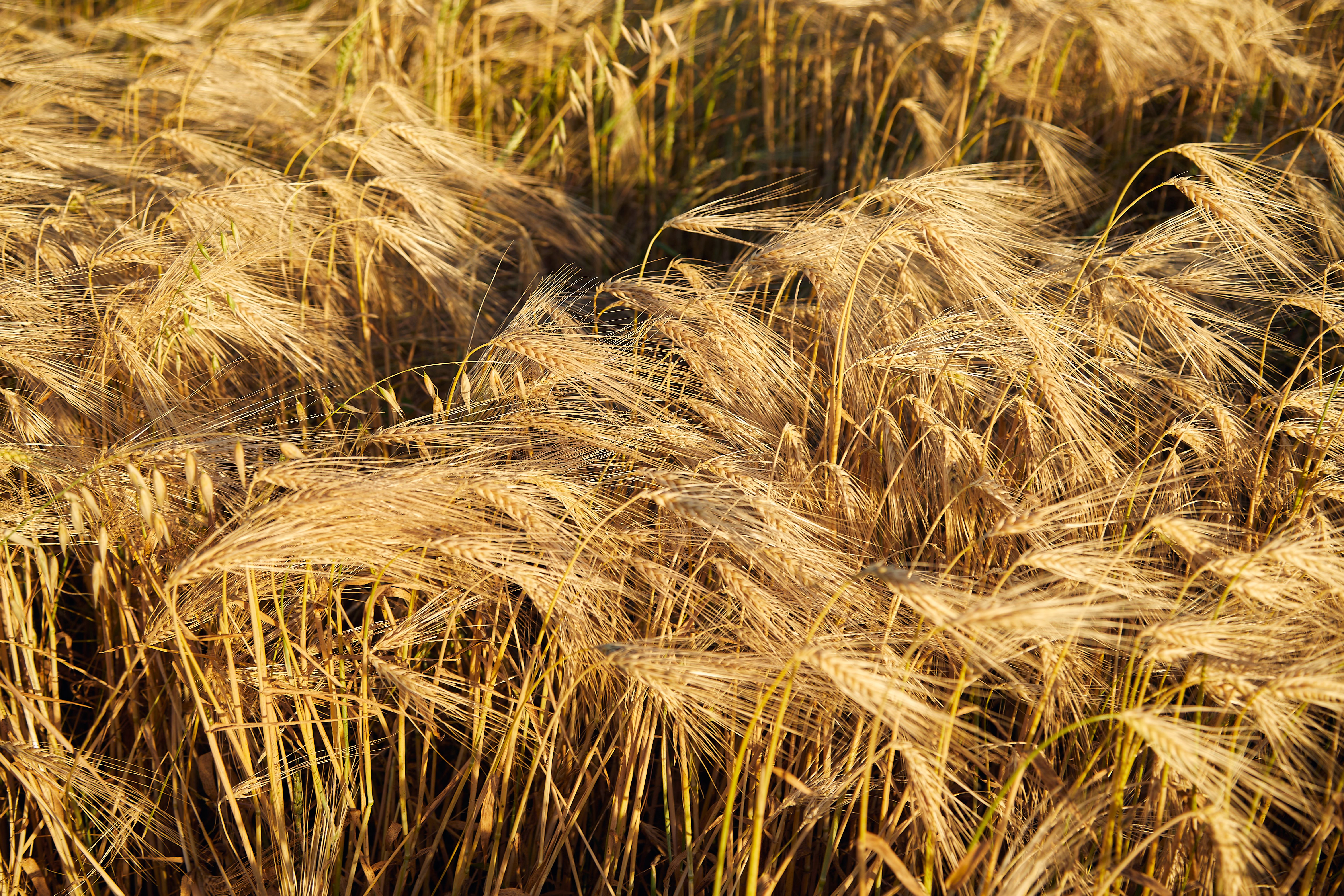 DAILY DIGEST, 6/25: SGMA-ready crops as a low-water alternative to fallowing; Farmers warn proposed nitrogen limits could force them out of business; California Forever wants a CEQA Exemption for their New City; Tahoe may see snow this weekend as sud