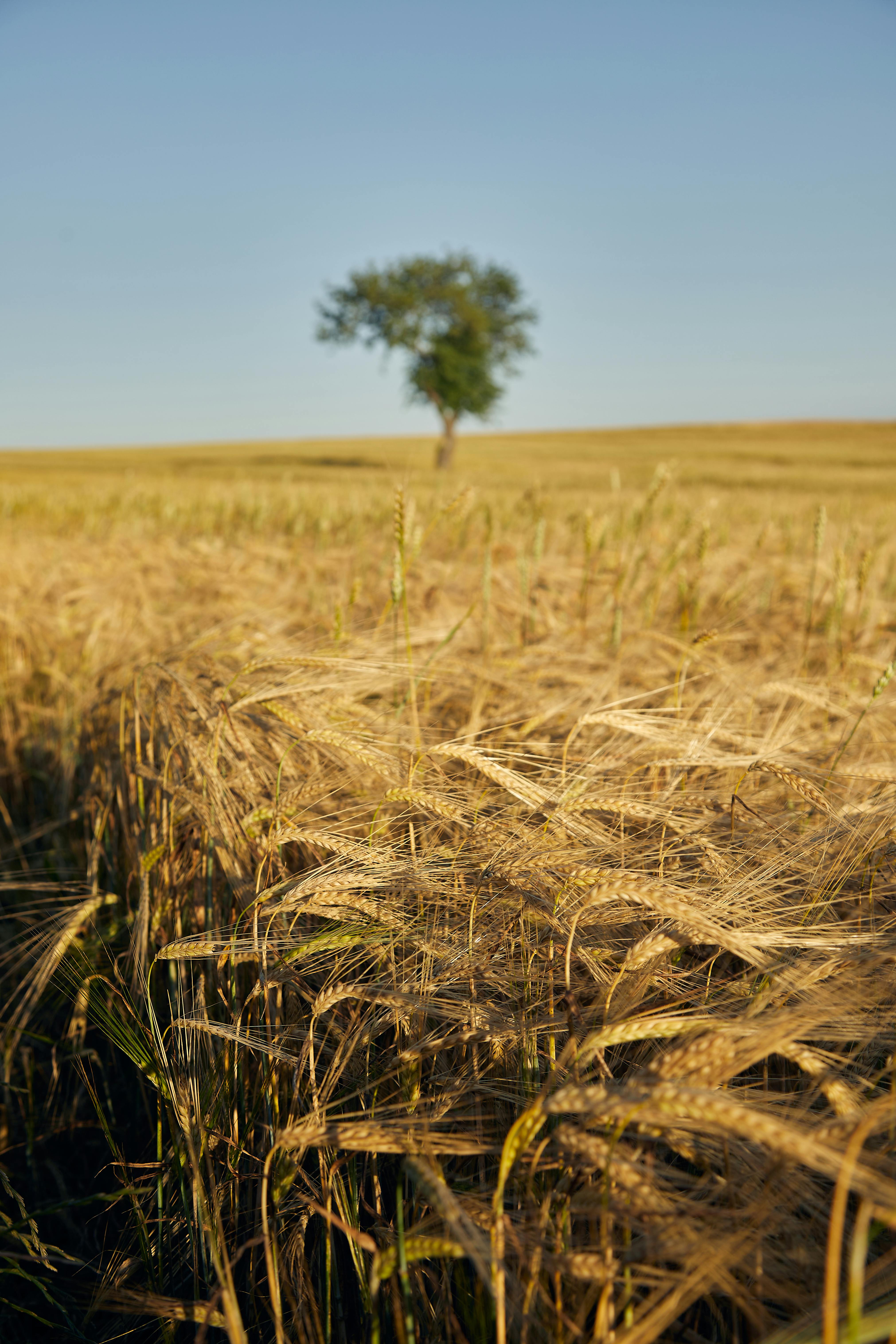 golden wheat field with lone tree