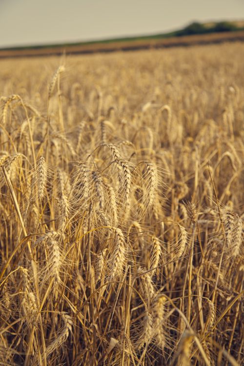 Free A vast wheat field glowing in the golden sunset, showcasing the beauty of ripe grains in summer. Stock Photo