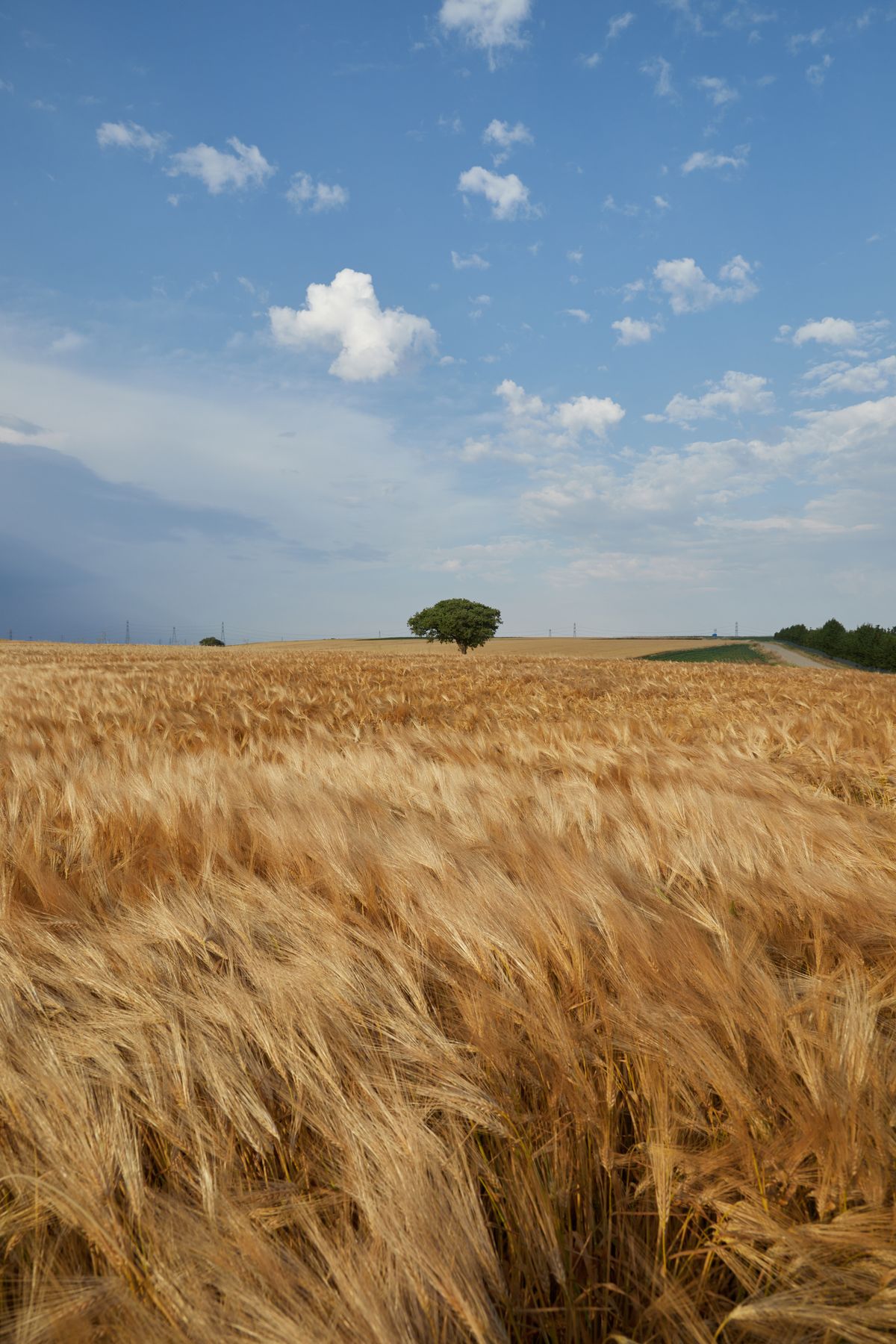 Grain fields at GreenHarvest Farms