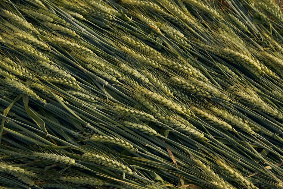 Detailed view of a wheat field with ripe grain heads during summer.