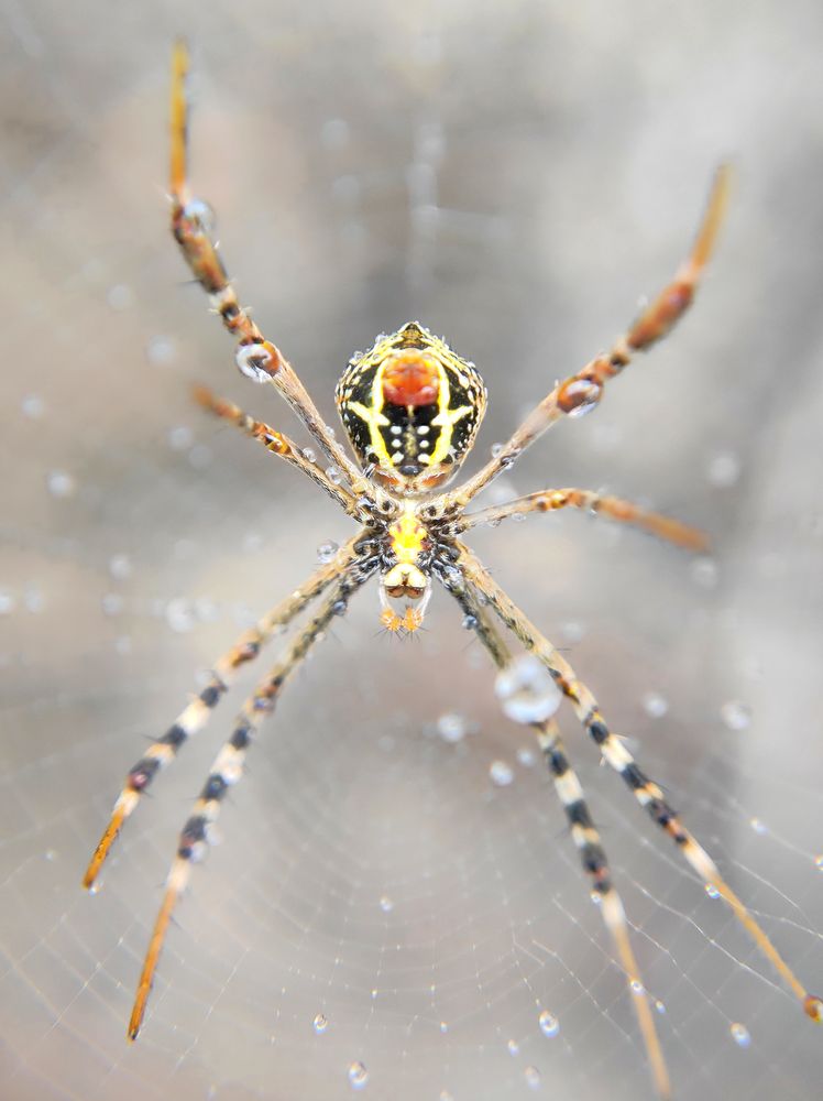 7,000+ Best Spider Photos · 100% Free Download · Pexels Stock Photos