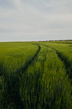 Expansive wheat field with visible tire tracks under a bright sky, perfect for agriculture themes.