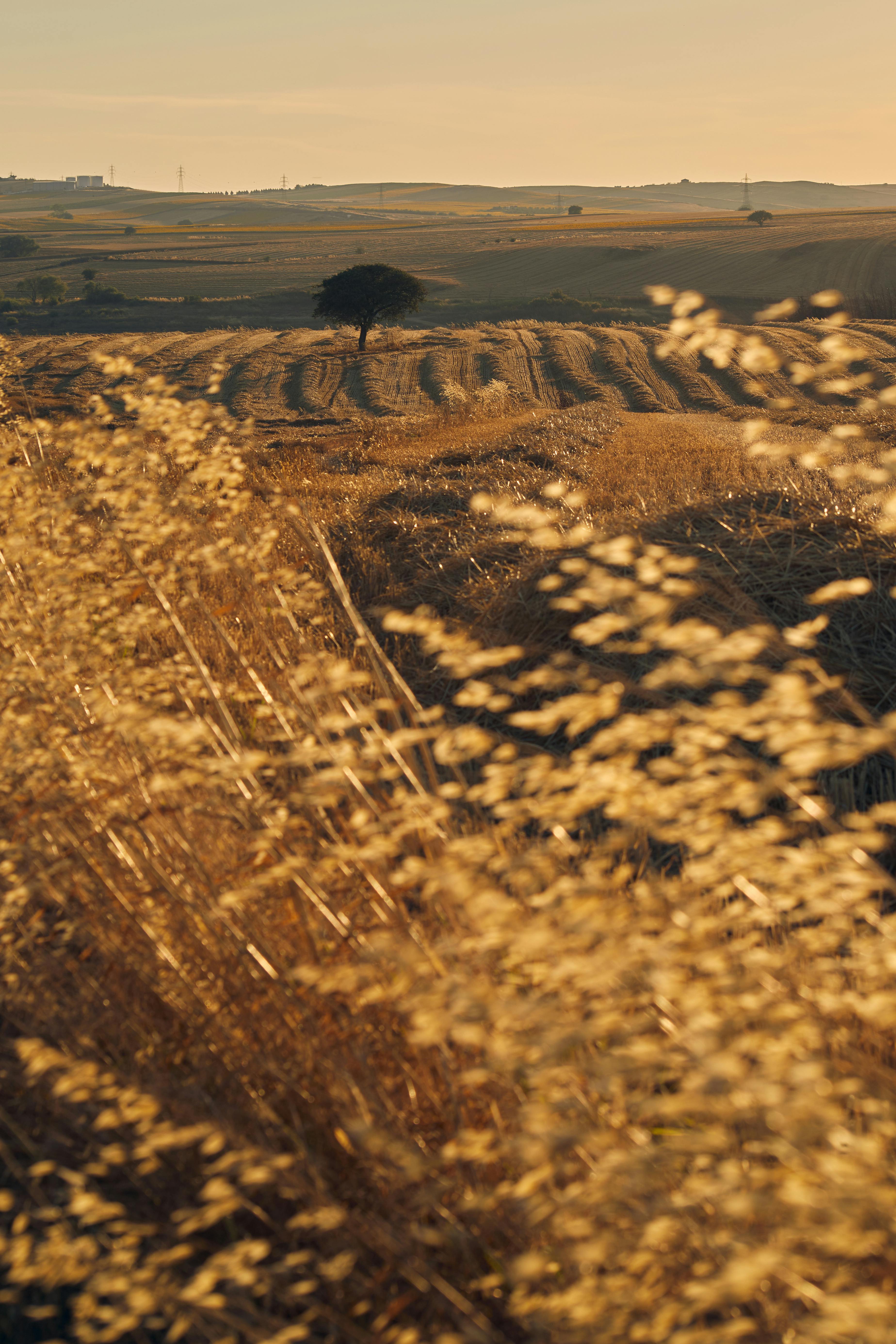 golden wheat field at sunset