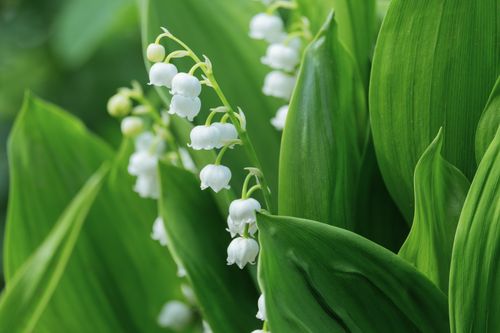 Free Close-up of lily of the valley flowers with lush green leaves, captured in spring. Stock Photo