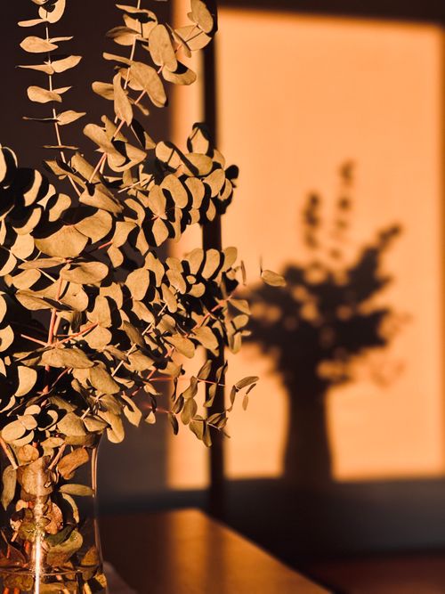 Free Eucalyptus leaves casting artistic shadows in warm sunset light. Stock Photo
