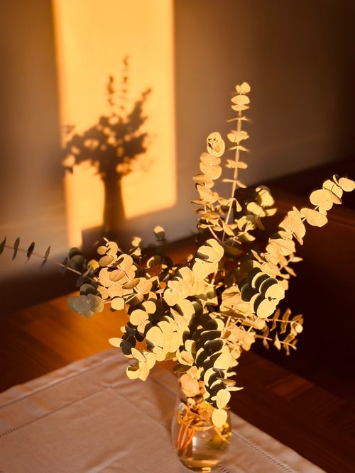 Free Eucalyptus branches in a vase, casting a warm shadow under sunset light. Stock Photo