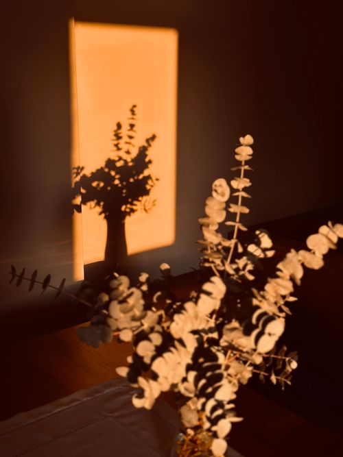 Free Eucalyptus branches casting artistic shadows in warm evening light. Stock Photo