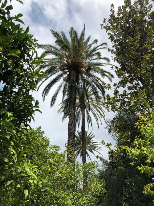 Free Tall palm trees surrounded by greenery under a partly cloudy sky, captured outdoors in summer. Stock Photo