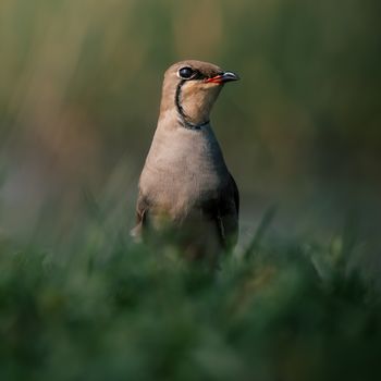 Jatinga Bird Mystery