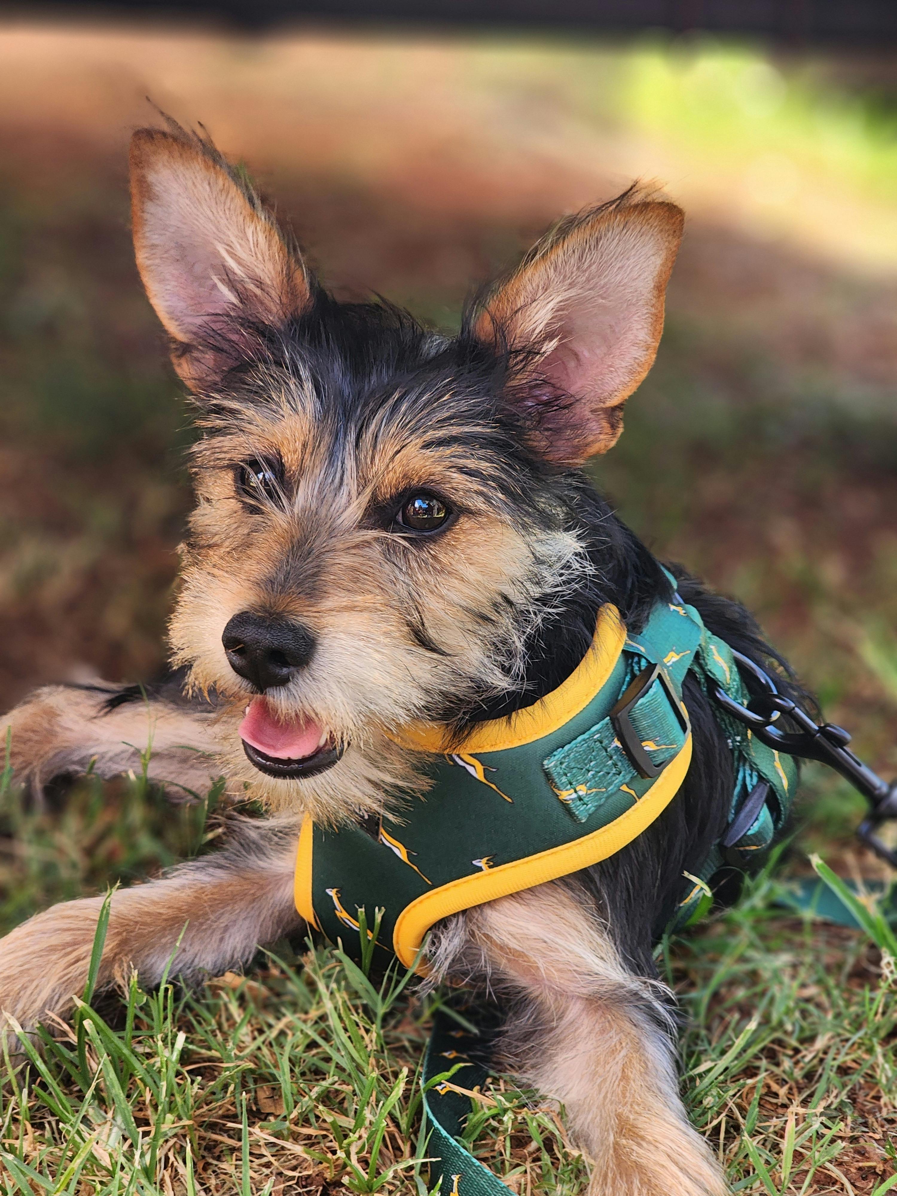 Best No-Pull Harnesses for Dogs Who Travel in 2026