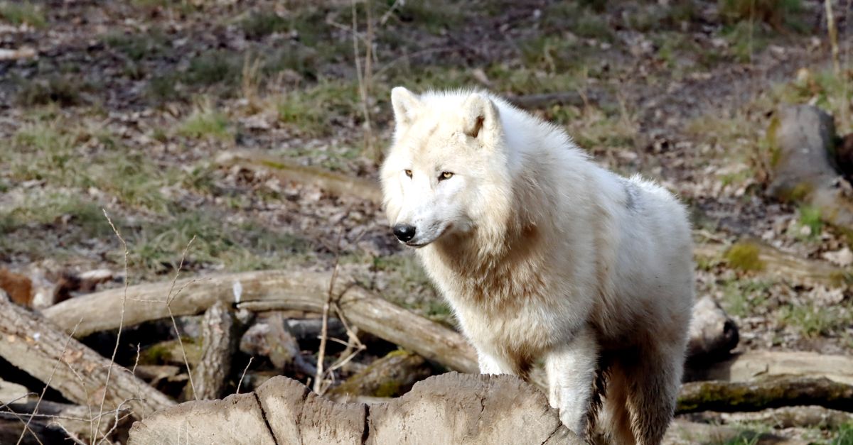 Alpine Wolves Majestic Arctic Wolf in Natural Habitat · Free Stock Photo