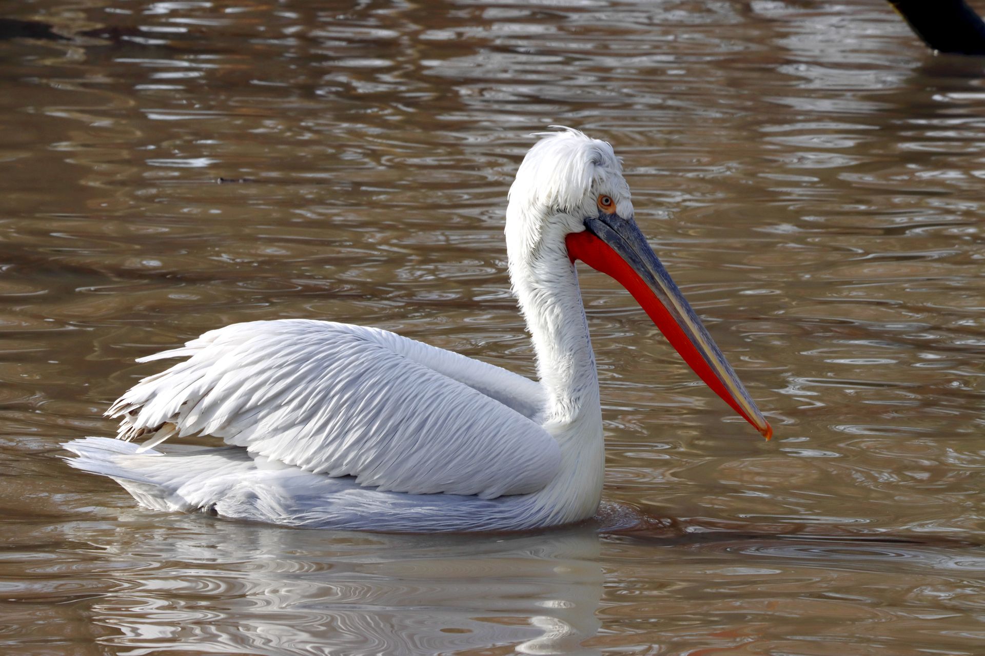 Close-up of a Dalmatian pelican gracefully swimming on a serene body of water.