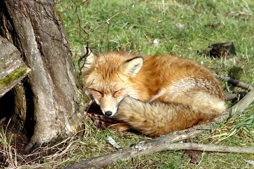 fox photo