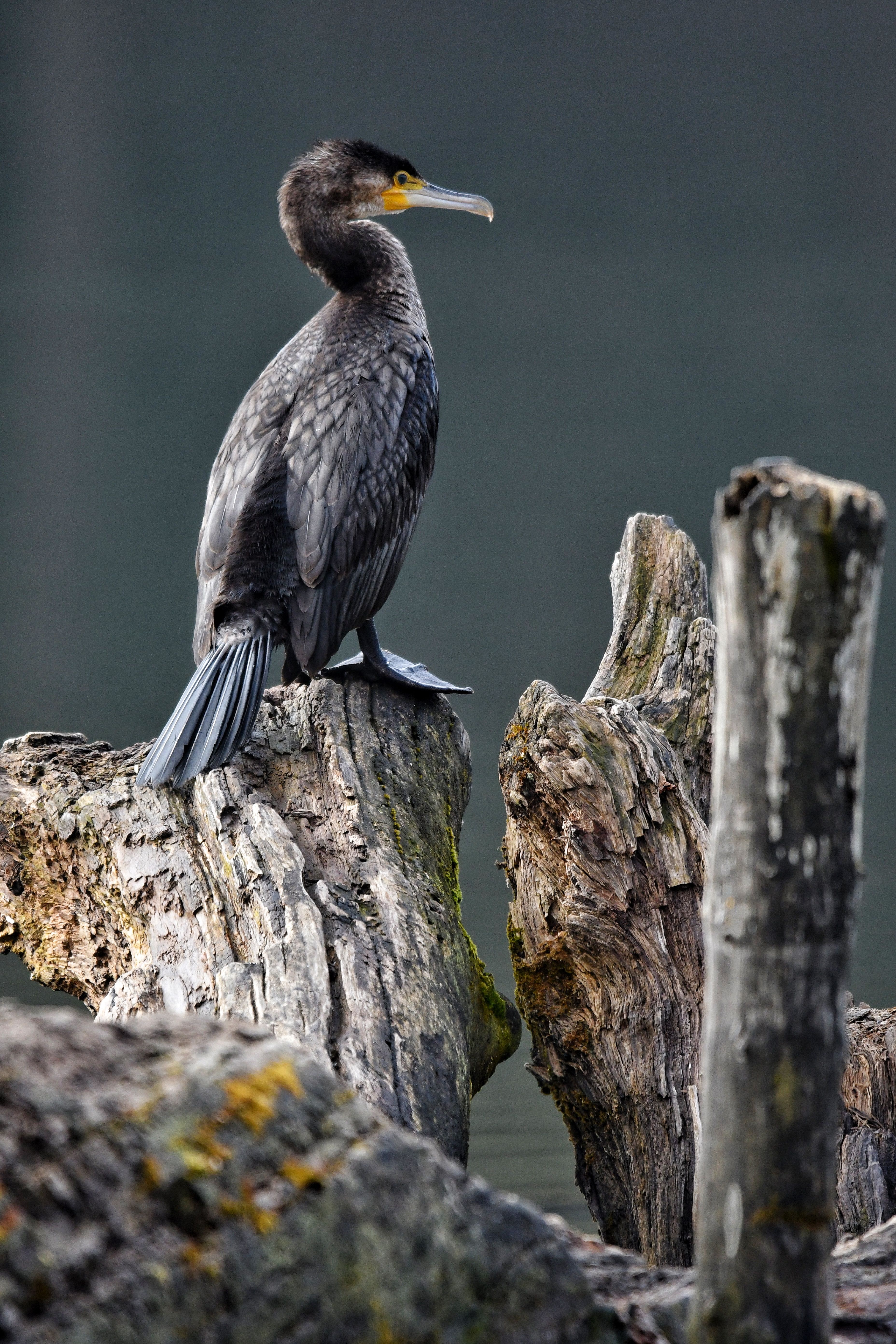 Trunk+1920x1080 Photos, Download The BEST Free Trunk+1920x1080 Stock ...