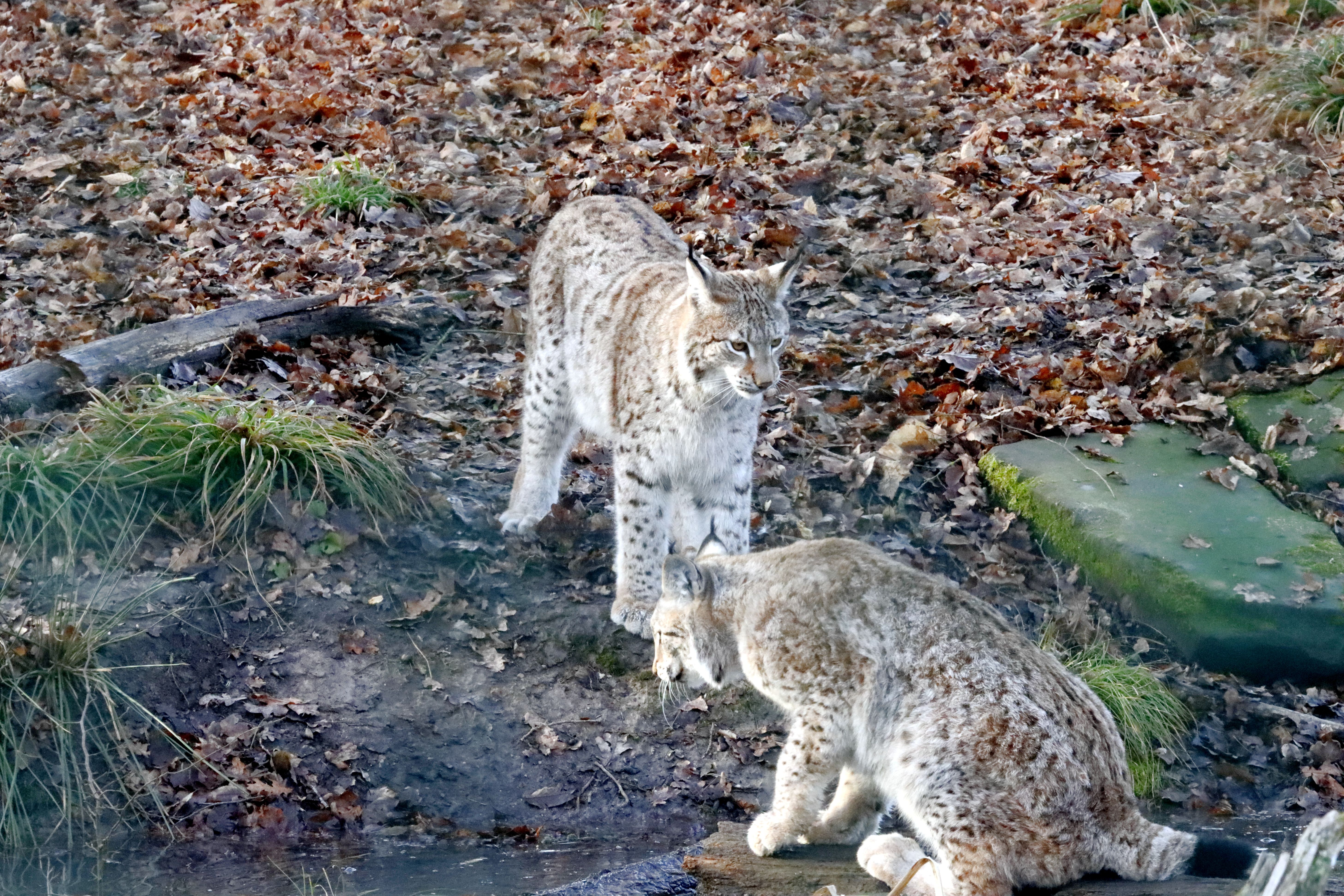Wild Lynx Pair in Natural Habitat During Fall · Free Stock Photo