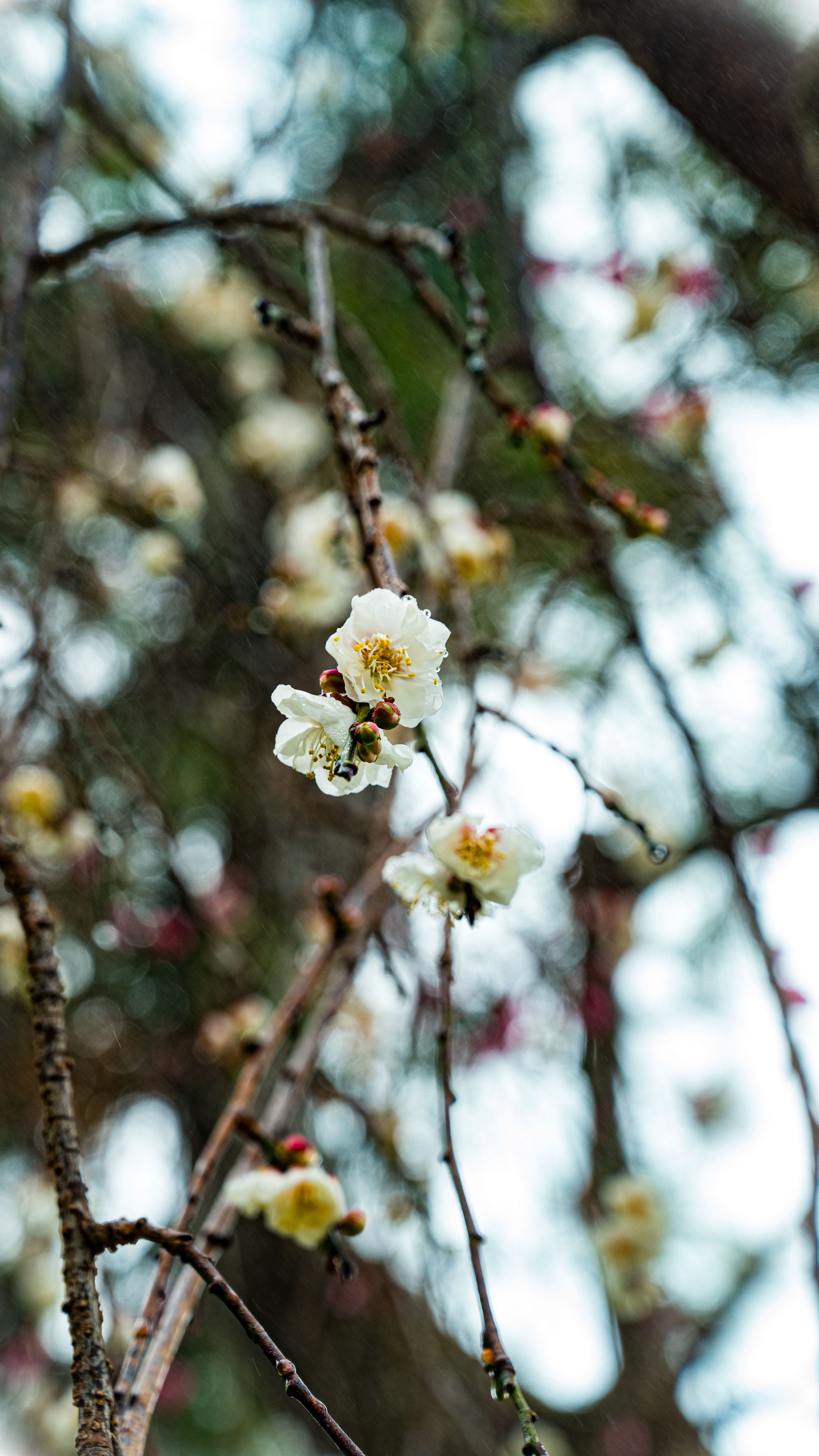 Close-up of white plum blossoms on branches against a lush, blurred forest background in Taiwan.