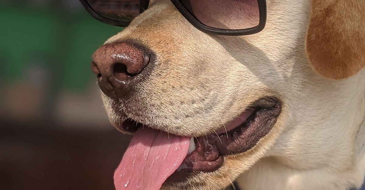 Lab Goggles Labrador Labrador Retriever Wearing Sunglasses Outdoors · Free Stock Photo
