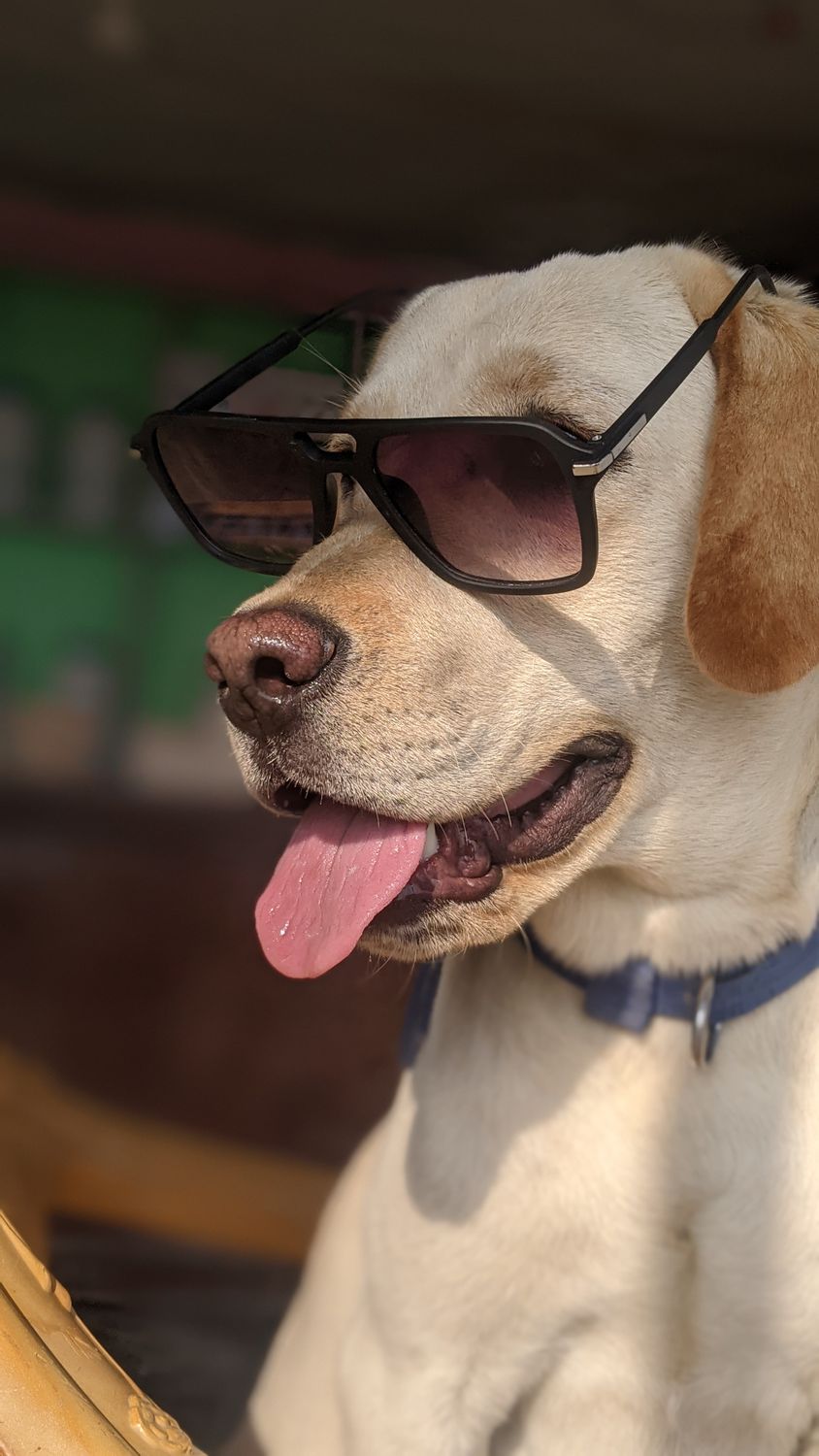 Lab Goggles Labrador Labrador Retriever Wearing Sunglasses Outdoors · Free Stock Photo
