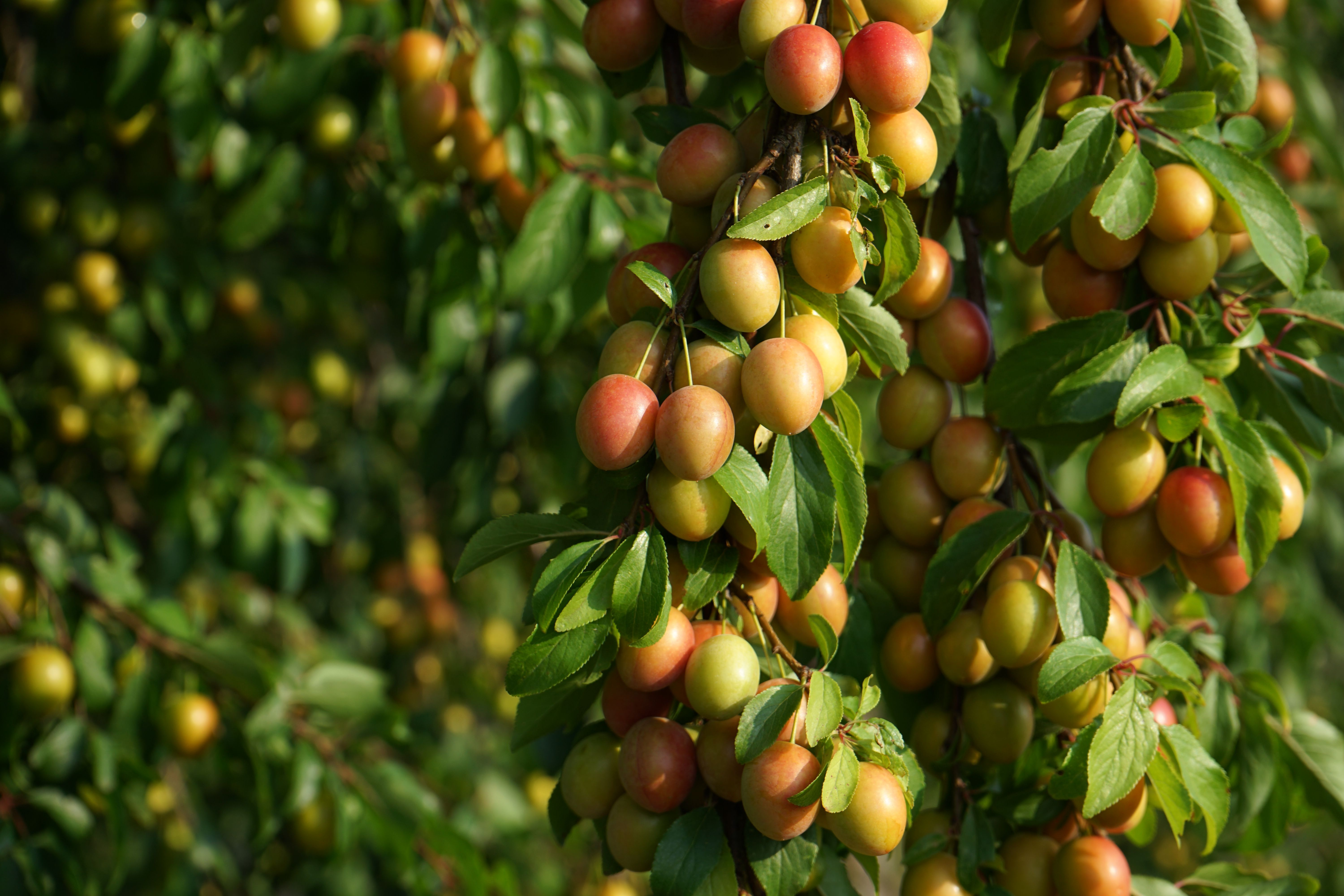 Fruit, edible; plums and sloes, fresh