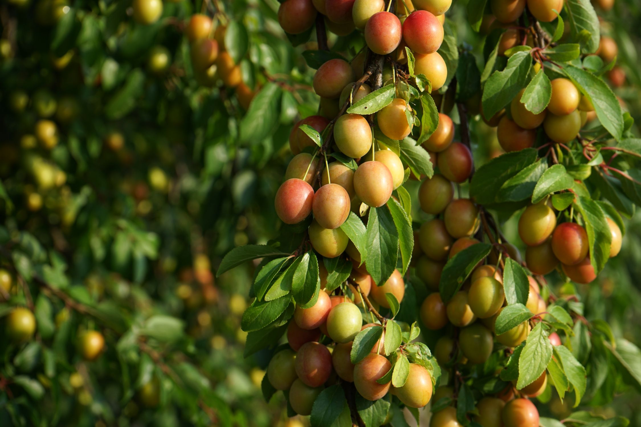 Mirabelle Tree Ripe Mirabelle Plums on Tree in Summer Orchard · Free Stock Photo