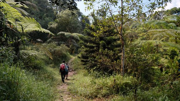 Two hikers explore a lush green forest trail, embodying adventure and tranquility in nature.