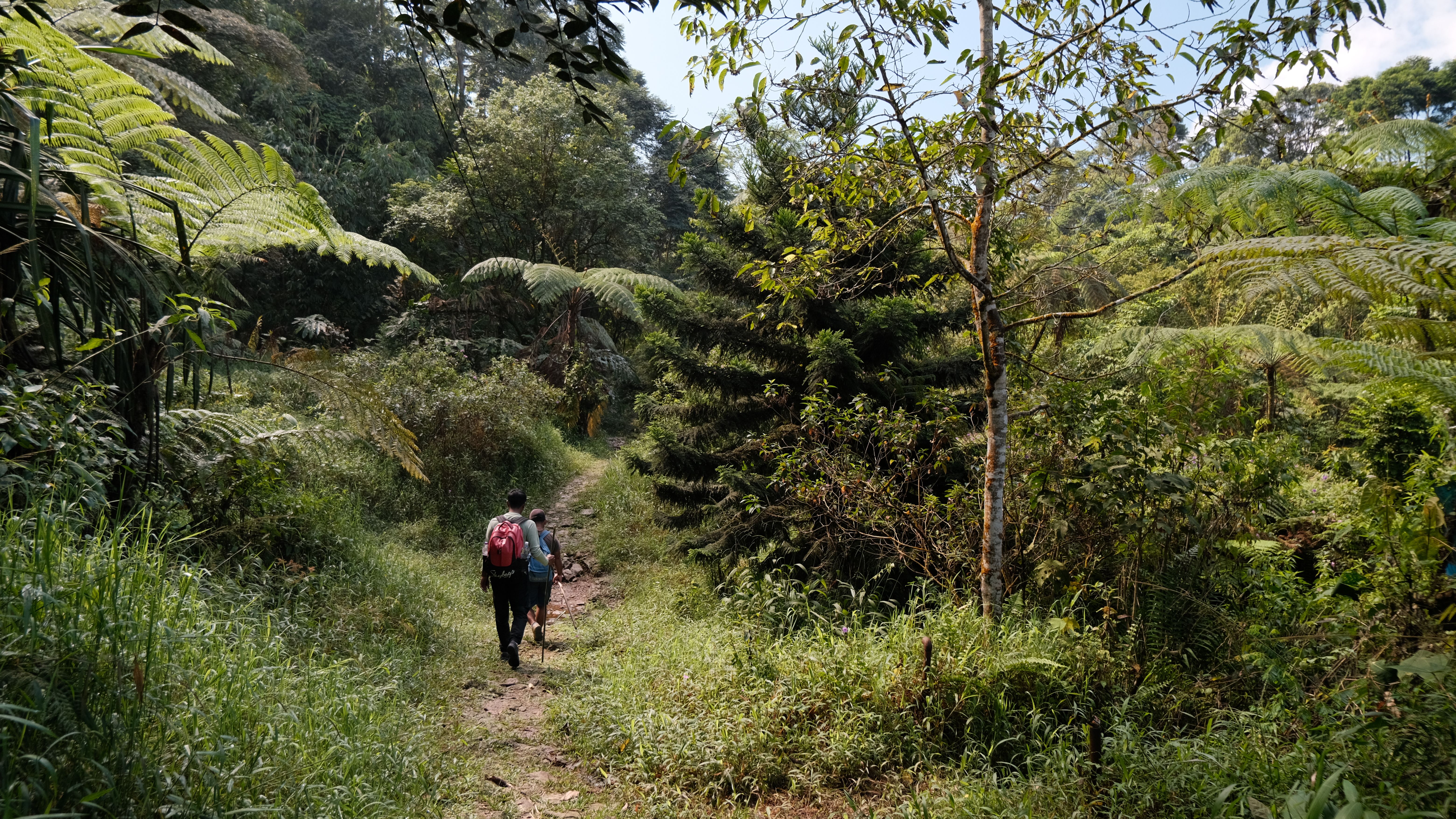 Hiking Adventure Through Lush Green Forest · Free Stock Photo