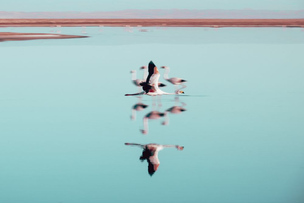 Flamenco en vuelo sobre laguna altiplánica de Atacama con reflejo en el agua