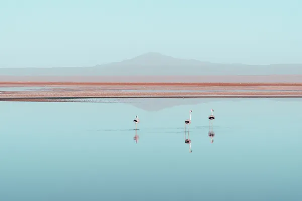 Laguna Chaxa et les flamants