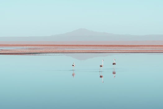 Three flamingos wade in the serene waters of Chaxa Lagoon in Chile's Atacama Desert.